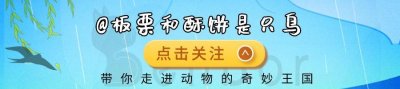 ​猪鼻蛇：毒蛇中的小可爱，白长了两颗毒牙，遇到危险杀手锏是装死