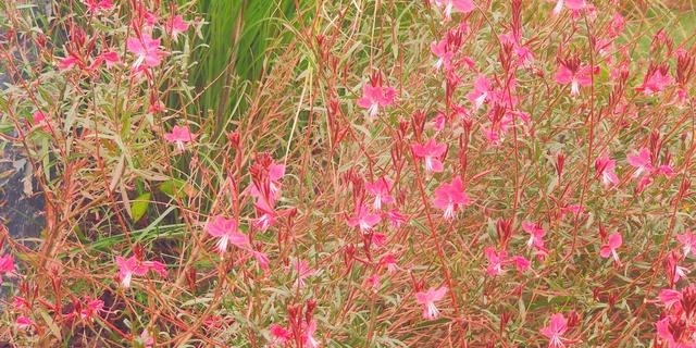阿朵花屿小镇在哪里(阿朵花屿在藏马山哪里) 阿朵 花屿 第3张