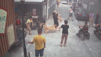 ​纵狗咬人被刑拘事件始末，纵狗咬人被刑拘怎么回事？