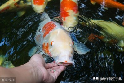 ​怎样饲养锦鲤的方法（不同季节如何饲养锦鲤）