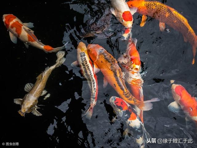 怎样饲养锦鲤的方法（不同季节如何饲养锦鲤）(2)