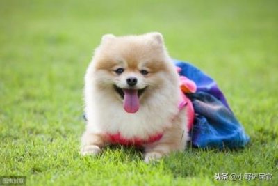 ​8种最受欢迎的不脱毛的大狗品种