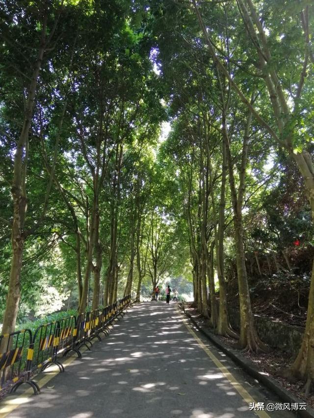 深圳凤凰山森林公园适合爬山吗（深圳免费自由行--深圳凤凰山森林公园旅游攻略）(14)