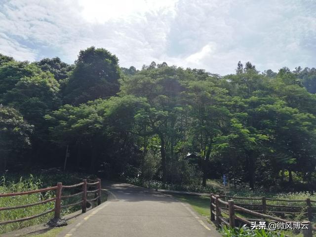 深圳凤凰山森林公园适合爬山吗（深圳免费自由行--深圳凤凰山森林公园旅游攻略）(12)