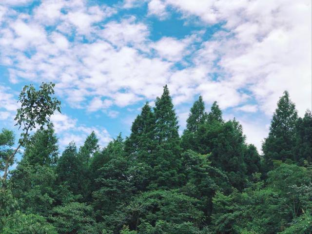 阿凡达取景地张家界大峡谷(因阿凡达被世界所知)(6)