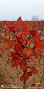 红叶杨中的抢手货——千红杨