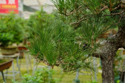 松树的特点是什么,怎么种植