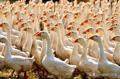 养鹅利润有多高?真实案例揭秘!