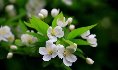 诗词|梨花淡白柳深青,柳絮飞时花满城