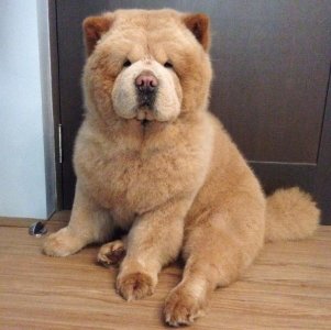 中国十大犬种之松狮犬