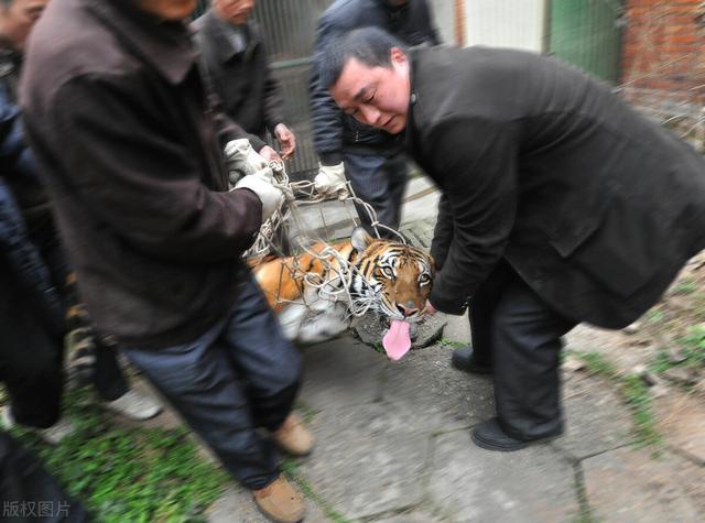 最近老虎咬死人的事件发生在哪里(河南南阳两只老虎咬死饲养员)(7)