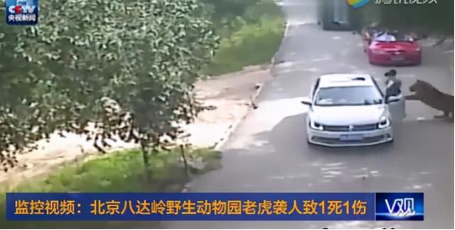 最近老虎咬死人的事件发生在哪里(河南南阳两只老虎咬死饲养员)(4)