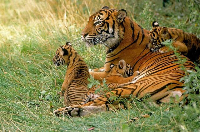 最近老虎咬死人的事件发生在哪里(河南南阳两只老虎咬死饲养员)(12)