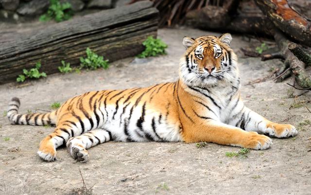 最近老虎咬死人的事件发生在哪里(河南南阳两只老虎咬死饲养员)(3)