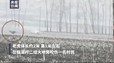 ​最近老虎咬死人的事件发生在哪里（河南南阳两只老虎咬死饲养员）