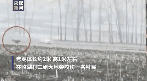 最近老虎咬死人的事件发生在哪里(河南南阳两只老虎咬死饲养员)(1)