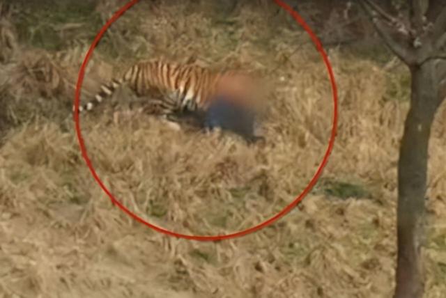 最近老虎咬死人的事件发生在哪里(河南南阳两只老虎咬死饲养员)(6)