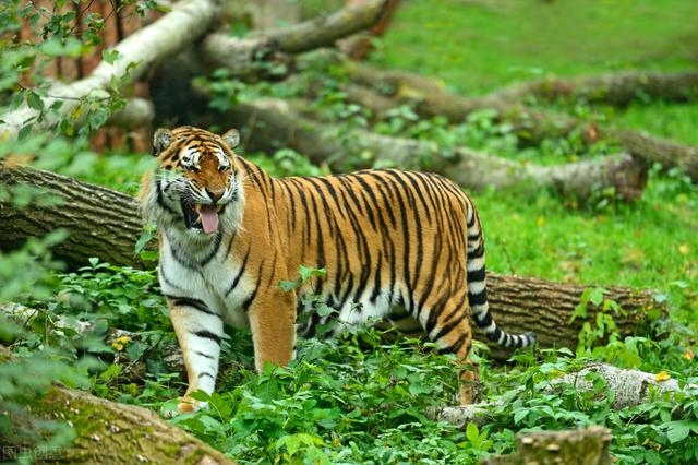 最近老虎咬死人的事件发生在哪里(河南南阳两只老虎咬死饲养员)(10)