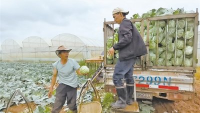 小小莲花白 远销北上广