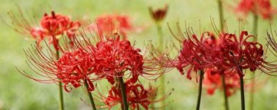 彼岸花为什么不能养在家里(寓意不是很吉利 含有毒素的)