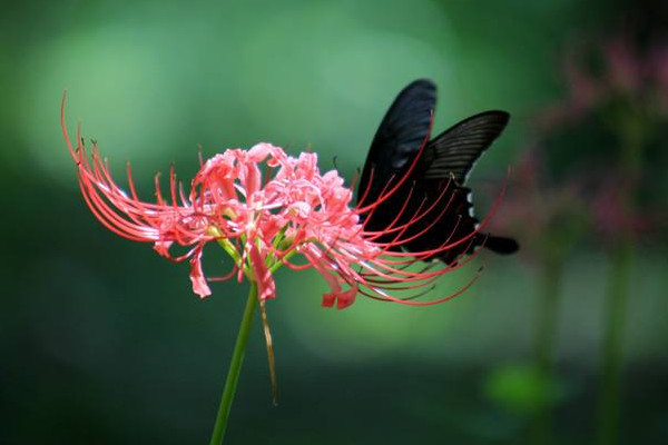 彼岸花为什么不能养在家里(寓意不是很吉利 含有毒素的)