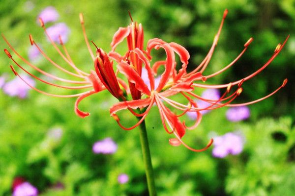 彼岸花为什么不能养在家里(寓意不是很吉利 含有毒素的)