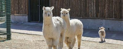 羊驼是羊还是驼 羊驼究竟是羊还是驼正确答案是驼