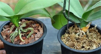 蝴蝶兰旁边长个小揪是什么 蝴蝶兰怎么种植