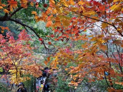 金秋绚丽多彩,九如山美景如画