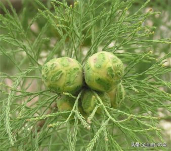 神奇的池杉 你见过吗?(二)