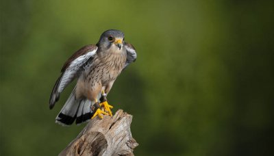 画眉鸟属于国家二级保护动物 画眉鸟是国家二级保护动物吗?
