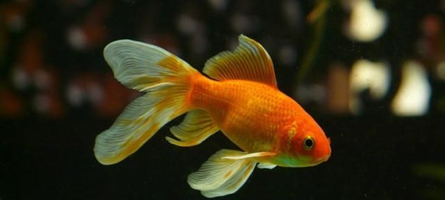 海水鱼放在淡水中会怎样,把海水鱼扔到淡水里,结果会怎样呢?图2