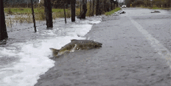 海水鱼放在淡水中会怎样,把海水鱼扔到淡水里,结果会怎样呢?图7