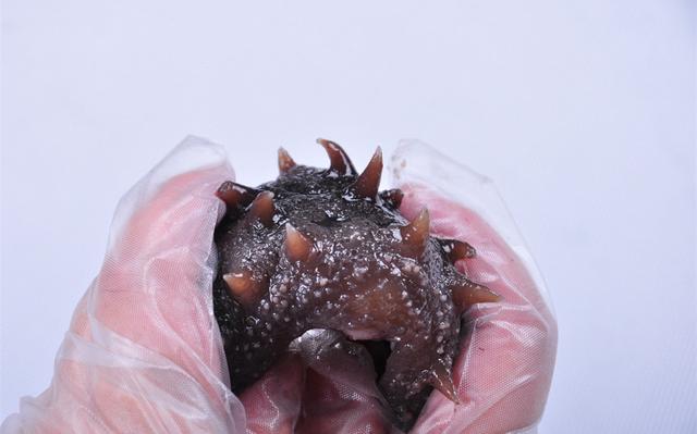 吃海参的功效与作用(海参的十大治病功效)(1)