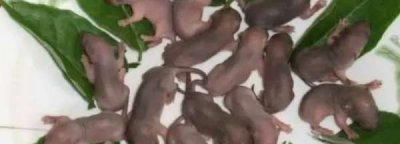 ​三叫菜是什么,三叫菜是什么菜