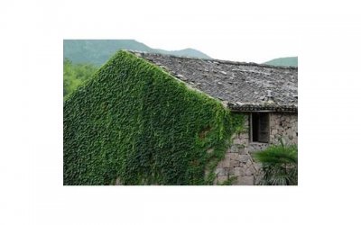 ​应采儿好凶，应采儿称袁咏仪是传说中比自己还凶的女人