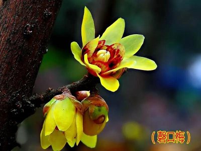 ​磬口蜡梅～磬口半含仍索笑，檀心通体自生春