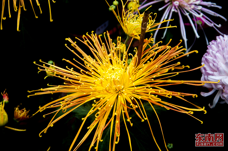 重阳节习俗有哪些（重阳节的民间风俗讲解）
