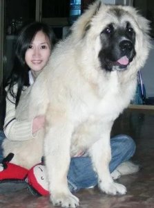 ​一女子家中狗到了发情期，不断往自己身上蹭，结果……