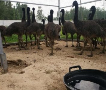 ​养殖鸵鸟是一个暴利的项目，一只售价3300元你信吗