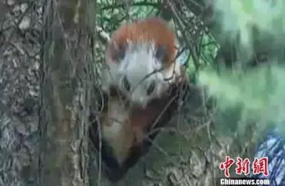 ​网红宠物飞鼠受追捧 背后却暗藏黑色猎售利益链……