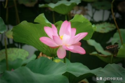 ​什么是君子？一文为您解读