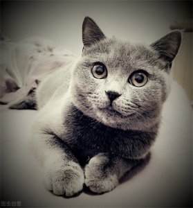 ​猫能看到灵魂吗？猫能看到它们的9个迹象