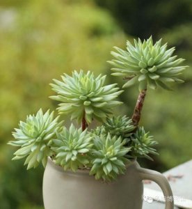 ​有一种多肉叫“天使之泪”