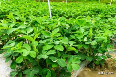 ​花生什么时间播种出苗率高？播种深度和播种方法，老农如是说