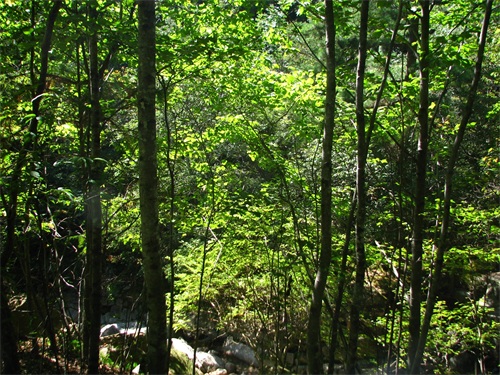 黄山登山旅游图集 路线：南大门云谷寺-白鹅岭-光明顶日出