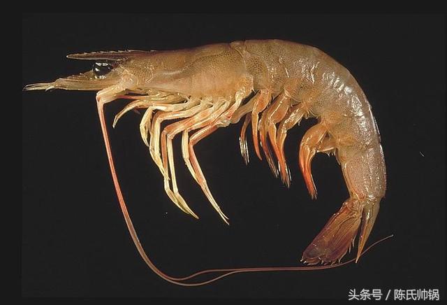 南美对虾和基围虾（对虾基围虾南美白对虾）(5)