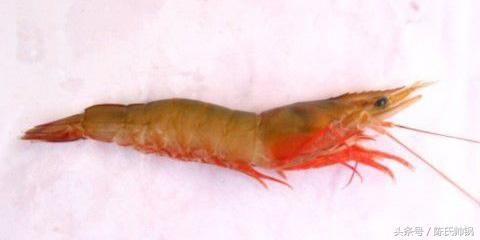 南美对虾和基围虾（对虾基围虾南美白对虾）(4)