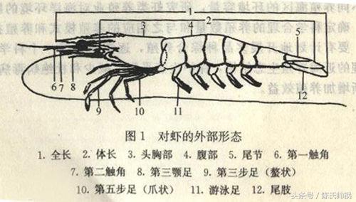 南美对虾和基围虾（对虾基围虾南美白对虾）(1)