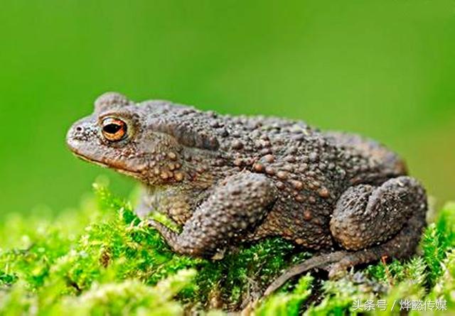 干蟾皮的功效与作用（蟾蜍的十五大功效）(3)